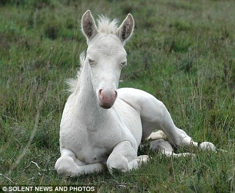 albino_foal.jpg