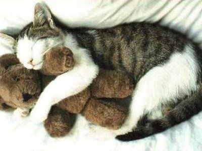 cute_kitten_with_teddy.jpg