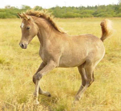 filly-dia-gallop.jpg