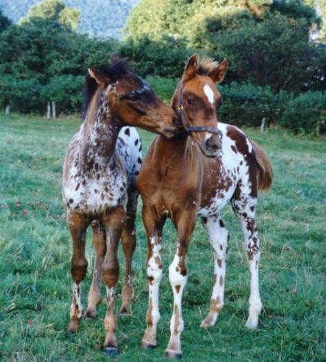 foals.jpg