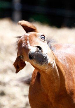 funny-horse-picture.jpg